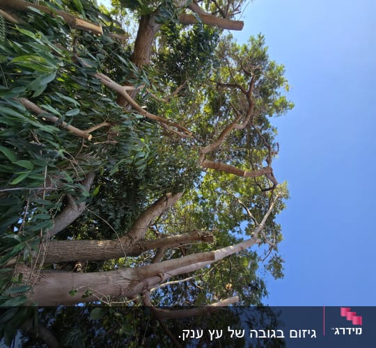 עץ גזום עם ענפים חתוכים בשמיים כחולים